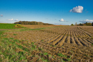 producteur plantes aromatiques bio Deux‑Sèvres - champ