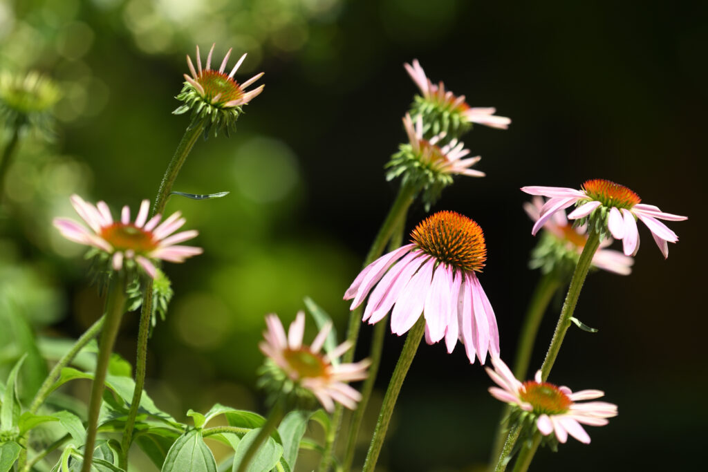 productions de plantes aromatiques et médicinales