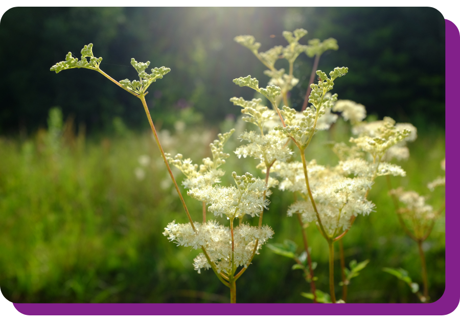 productions de plantes aromatiques et médicinales - Reine de prés